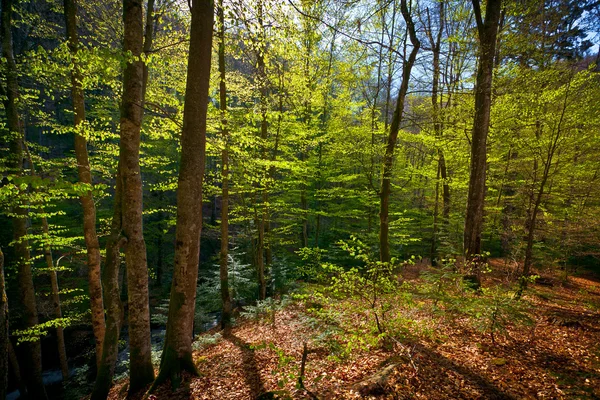 Светящиеся Листья Утреннем Лесу — стоковое фото