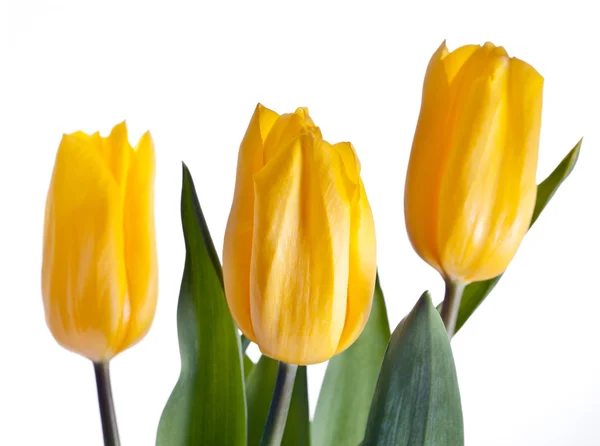 Bouquet tulipani gialli — Foto Stock