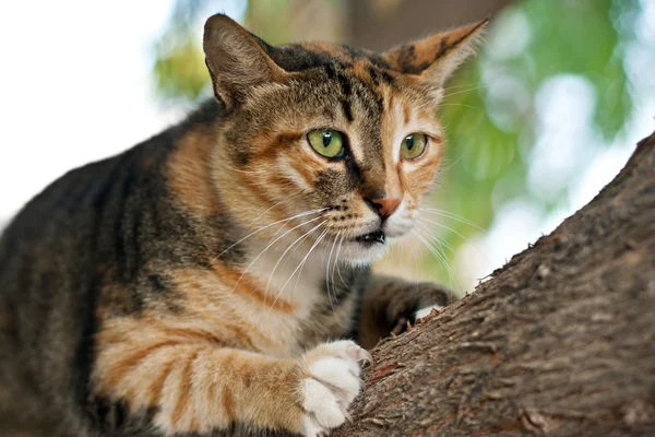 Cat climbing on a tree — Stock Photo, Image