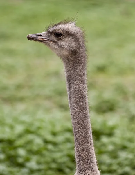 stock image Ostrich head on green