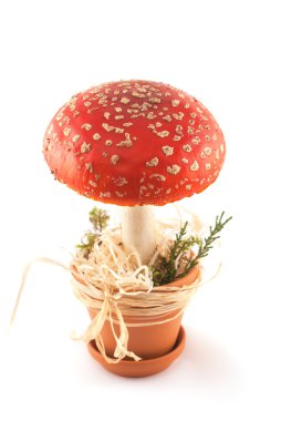 Amanita tencerede