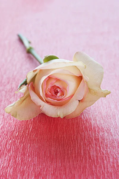 Image of rose on red background — Stock Photo, Image