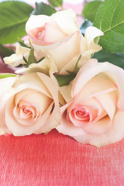 Кучка красных роз на красном фоне Лицензионные Стоковые Фото