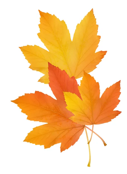 Herbst Blätter isoliert auf weißem Hintergrund — Stockfoto