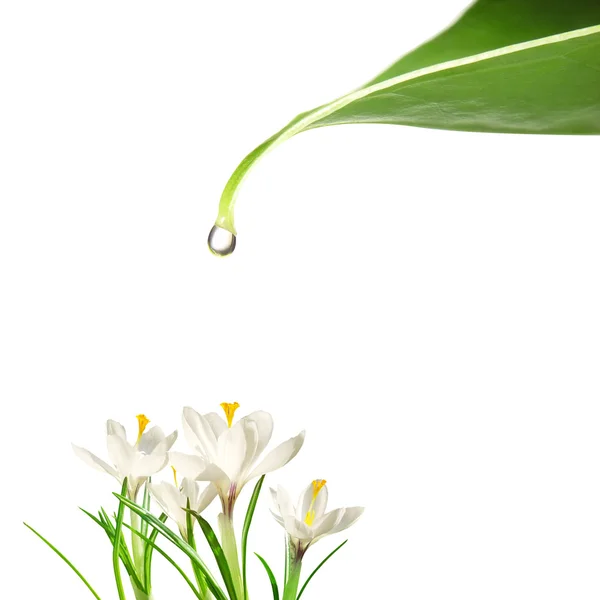 Drop of water and flowers — Stock Photo, Image