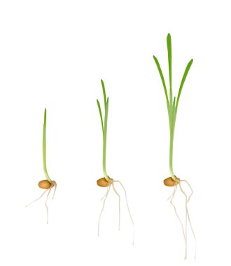 Young seedlings of plants clipart