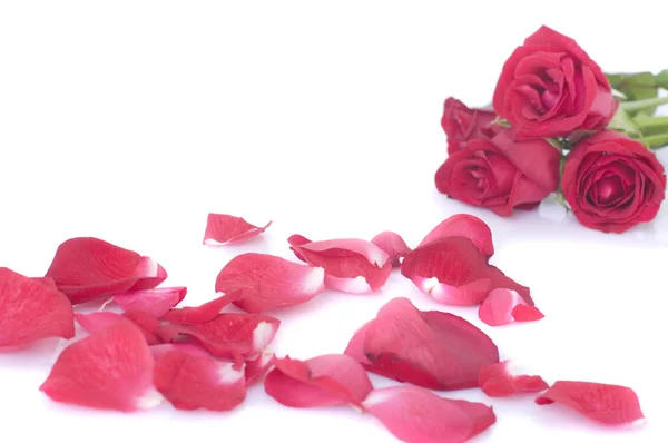 Rosa con petali e molto spazio per copiare — Foto Stock