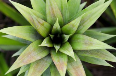 Symmetrycal top view of pineapple tree clipart