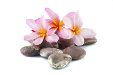 Frangipani flower isolated on stack of rocks clipart