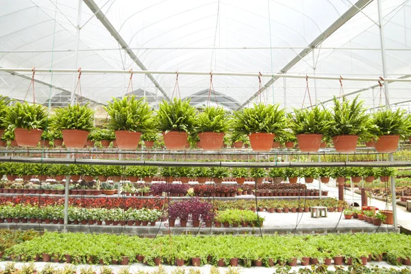 stock image Photo of farm nursery garden