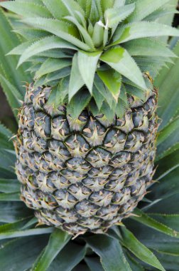 ananas ananas çiftliğinde