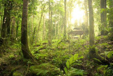 Rain forest with fogs and misty lights early in the morning clipart