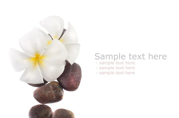 stock image Frangipani with isolated white background