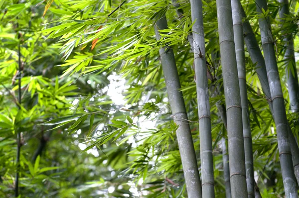 Floresta Bambu — Fotografia de Stock