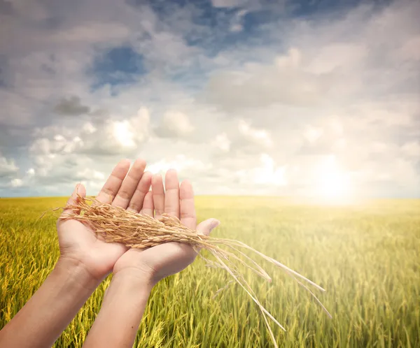 Hand Hält Geernteten Reis Während Des Frühen Morgens Feld — Stockfoto