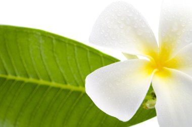 Frangipani