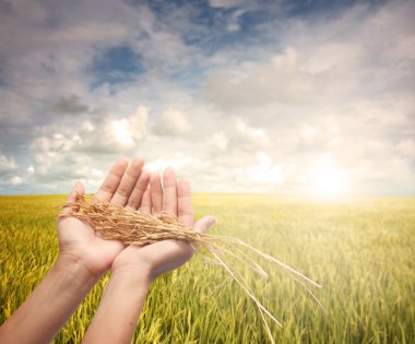 Hand holding harvested paddy clipart