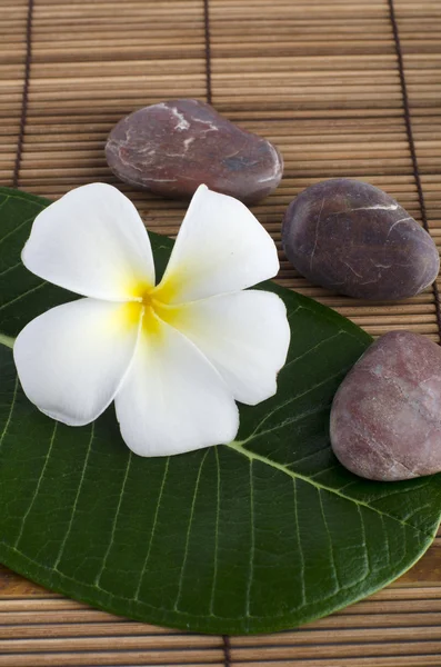 Frangipani Flower Health Spa — Stock Photo, Image