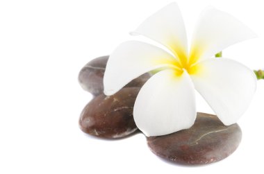 Isolated frangipani on stack of rocks clipart