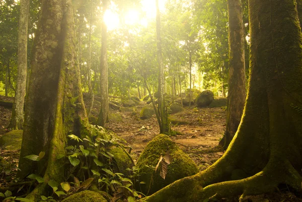 Grande Foresta Pluviale Verde Foto Stock