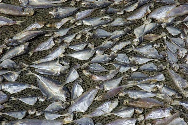 소금에 절인된 생선 — 스톡 사진