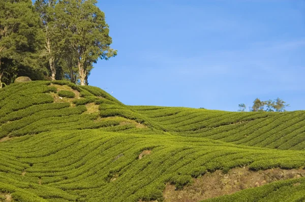 Teeplantage Cameron Highlands Malaysia — Stockfoto
