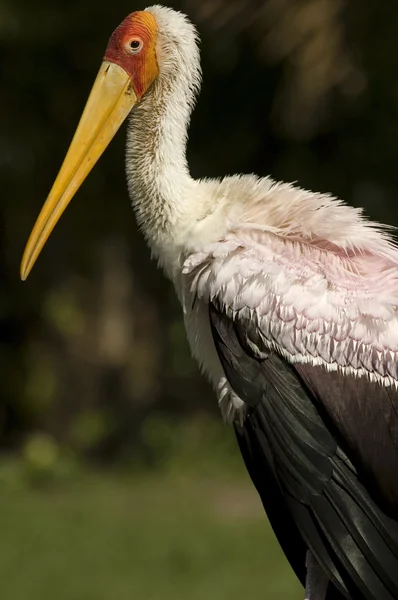 stock image Portrait of a stork with natural green background