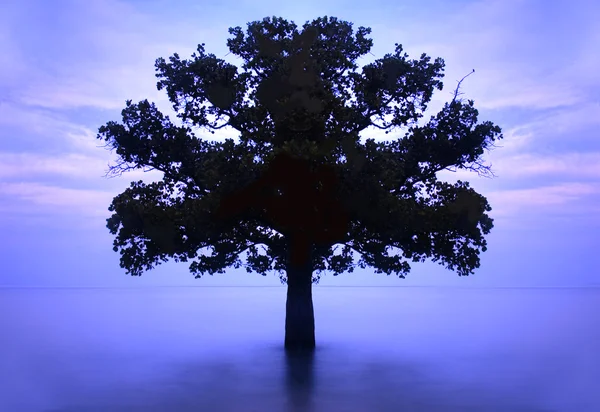 Einsamer Baum Inmitten Des Meeres — Stockfoto