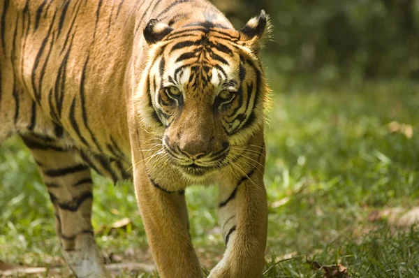 Ritratto Una Tigre — Foto Stock