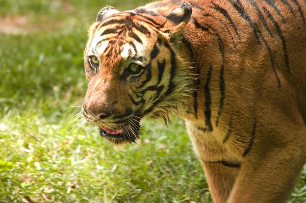 Potrait Tigre — Foto de Stock