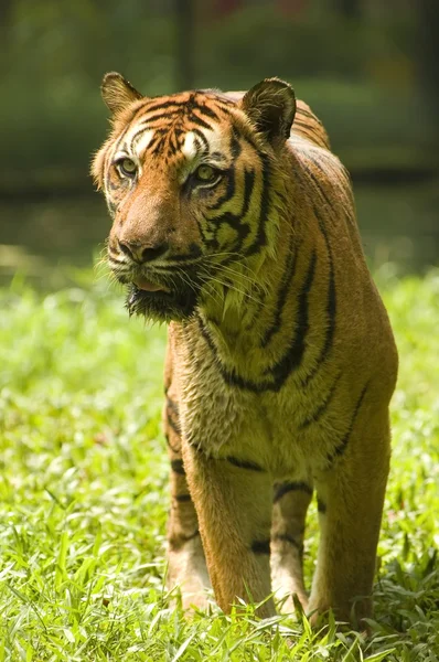 Potrait de un tigre — Foto de Stock