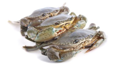 Crabs with isolated white background clipart