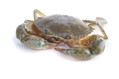 Live crab with white background clipart