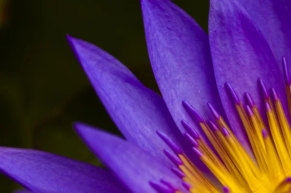Bliska strzał kwiat lotosu — Zdjęcie stockowe
