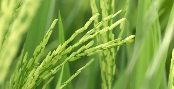 Κοντινό Πλάνο Φωτογραφία Του Ρυζιού Paddy Πράσινο — Φωτογραφία Αρχείου