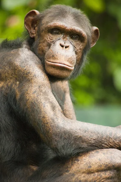 stock image Portrait of an old chimpanzee