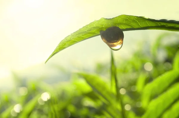 Herbata zielona koncepcja Fotografia natury — Zdjęcie stockowe