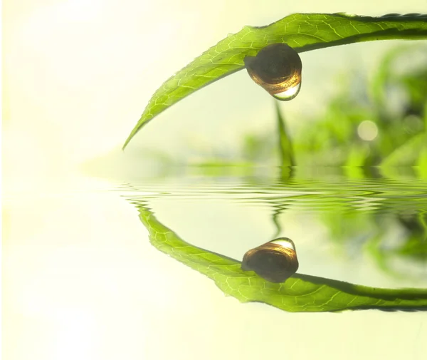 緑茶の葉のコンセプトの写真 — ストック写真