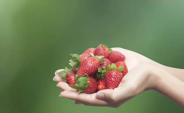 Hand Holdings Handful Strawberries Green Background — Stock Photo, Image