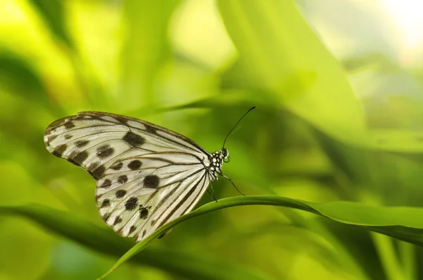 Insecte papillon — Photo