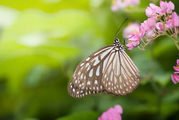 Close up shot of butterfly — Stock Photo, Image