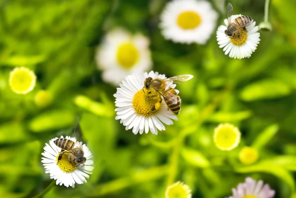 Macro abelha em camomila — Fotografia de Stock