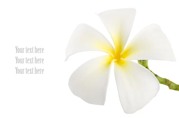 Närbild frangipani blomma — Stockfoto