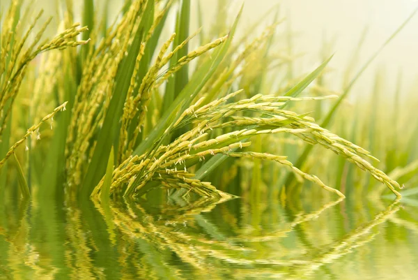 Acercamiento arrozal — Foto de Stock