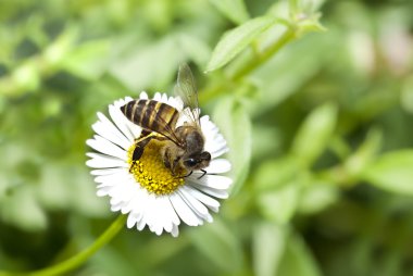 bir arı çiçek ve doğal arka plan fotoğrafı yukarı kapatın