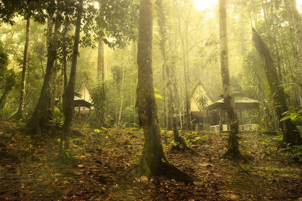 熱帯雨林 — ストック写真