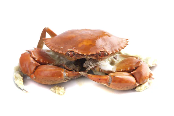 Gekochte Krabben — Stockfoto
