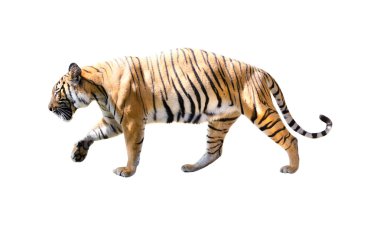 Tiger with isolated white backgrouind clipart