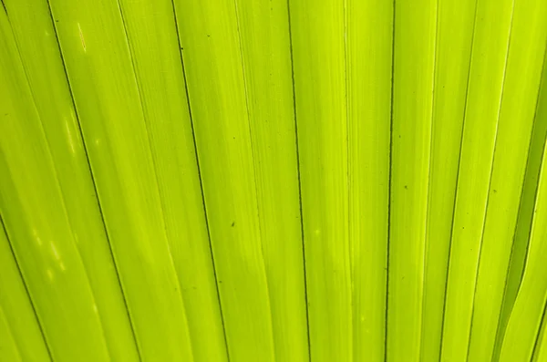 Sezione di una foglia di palma — Foto Stock