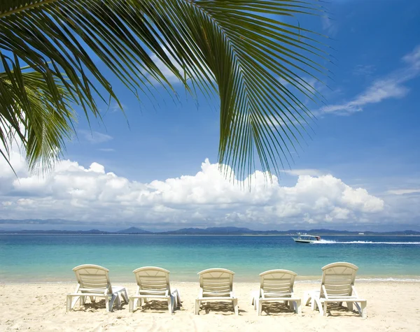Пляж з кокосовими деревами — стокове фото